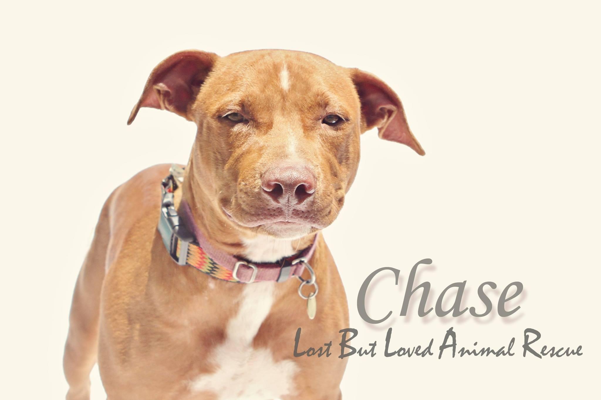 Chase, an adoptable American Staffordshire Terrier in Murray, KY, 42071 | Photo Image 1