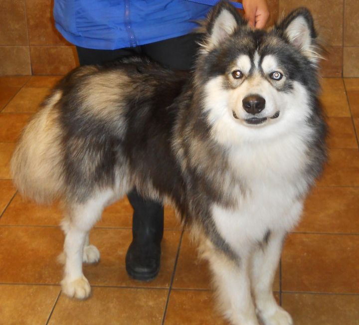 kodiak the grey husky happy nappers