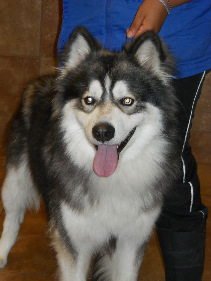 kodiak the grey husky happy nappers