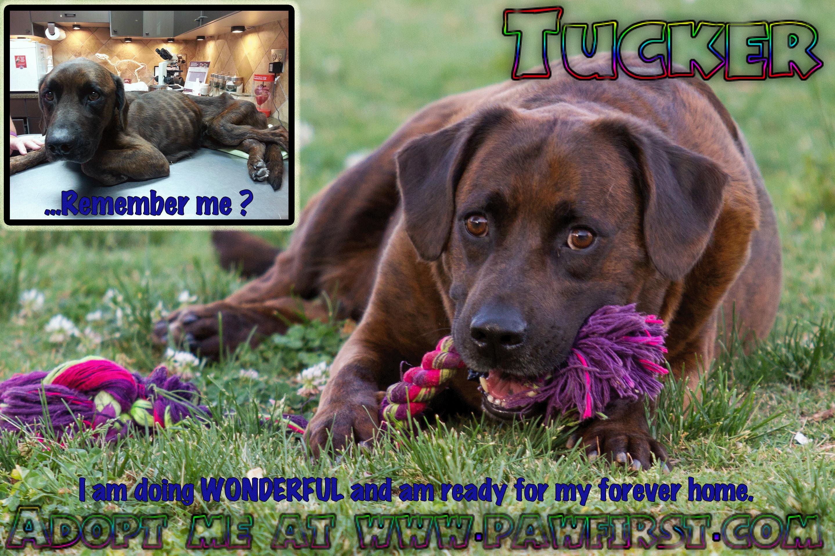 Tucker **updated story**, an adoptable Labrador Retriever, Mastiff in Ponca City, OK, 74604 | Photo Image 2
