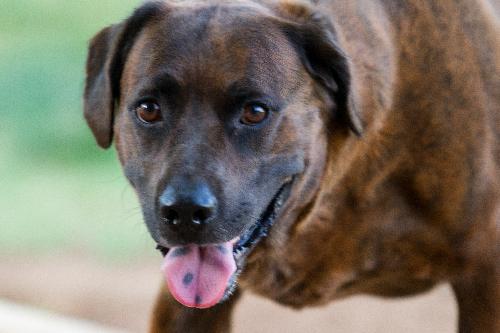 Tucker **updated story**, an adoptable Labrador Retriever, Mastiff in Ponca City, OK, 74604 | Photo Image 3