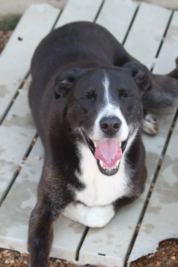 Cooper Rubble - K, an adoptable Labrador Retriever, Collie in Wynne, AR, 72396 | Photo Image 5