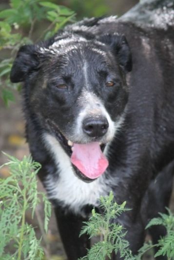 Cooper Rubble - K, an adoptable Labrador Retriever, Collie in Wynne, AR, 72396 | Photo Image 6