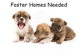 Foster Homes Needed!