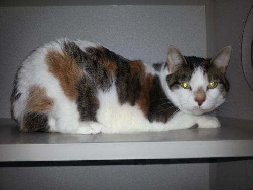 Bethany, an adoptable Calico, Domestic Short Hair in Iroquois, IL, 60945 | Photo Image 1