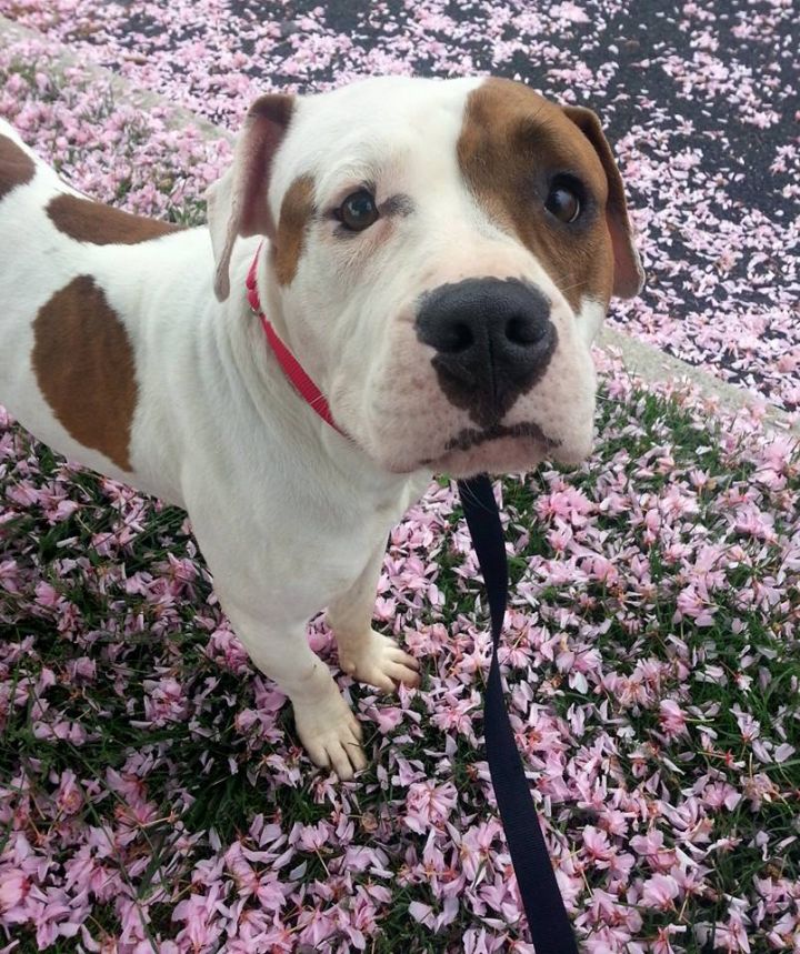 Fannie Lou (Child Friendly Social Butterfly), an adopted Hound & American Bulldog Mix in Jersey City, NJ_image-2