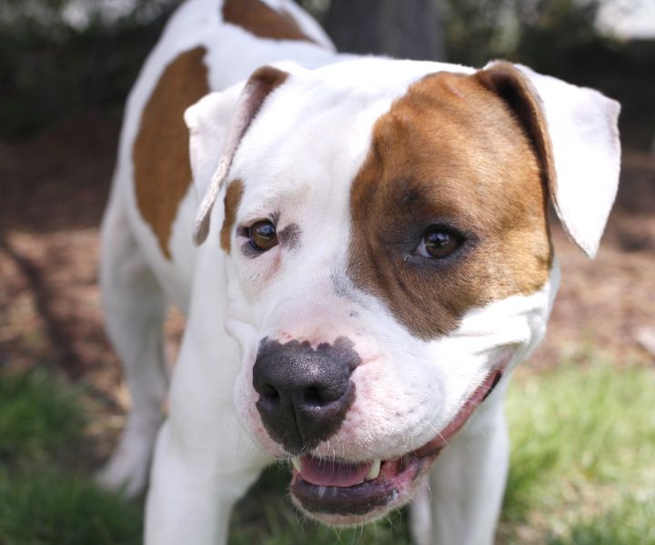Fannie Lou (Child Friendly Social Butterfly), an adopted Hound & American Bulldog Mix in Jersey City, NJ_image-1