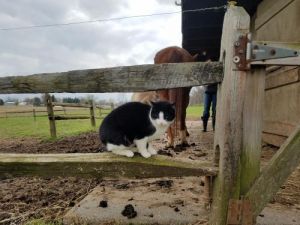 Barn Cats, Adult Male unknown