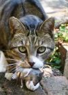 Barn Cats photo 2