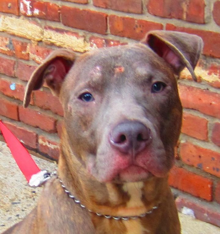 Pacey 123508, an adopted Pit Bull Terrier in Newark, NJ_image-2