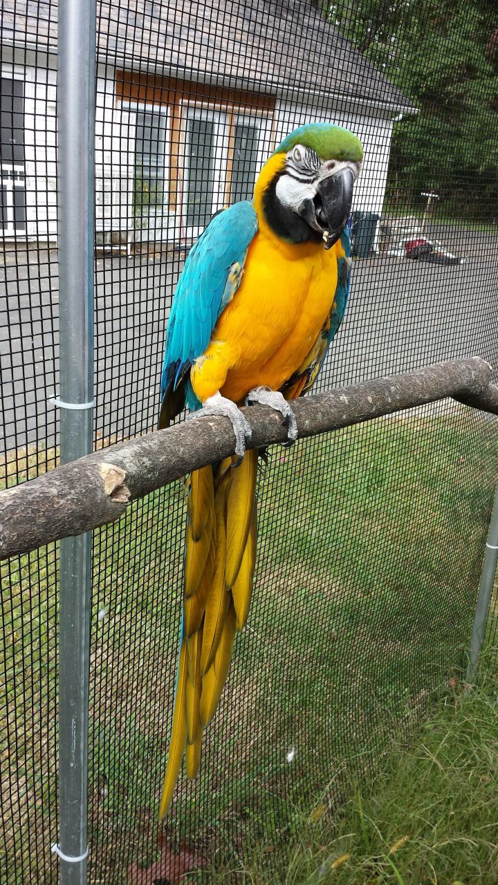 Bird macaw for deals sale