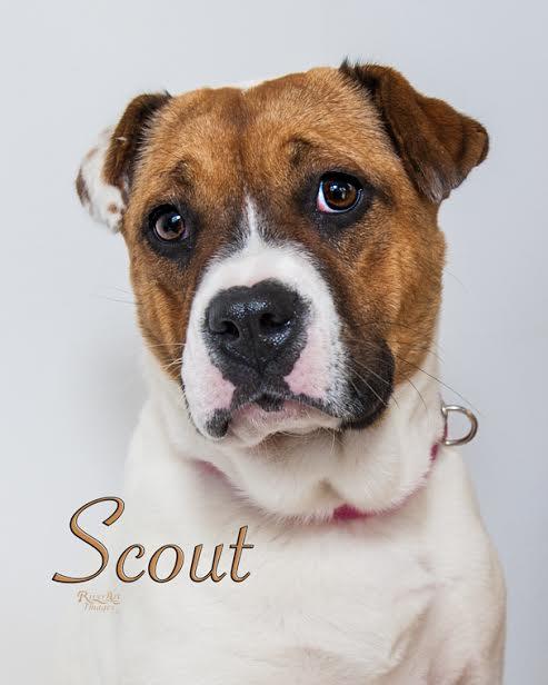 Scout 1
