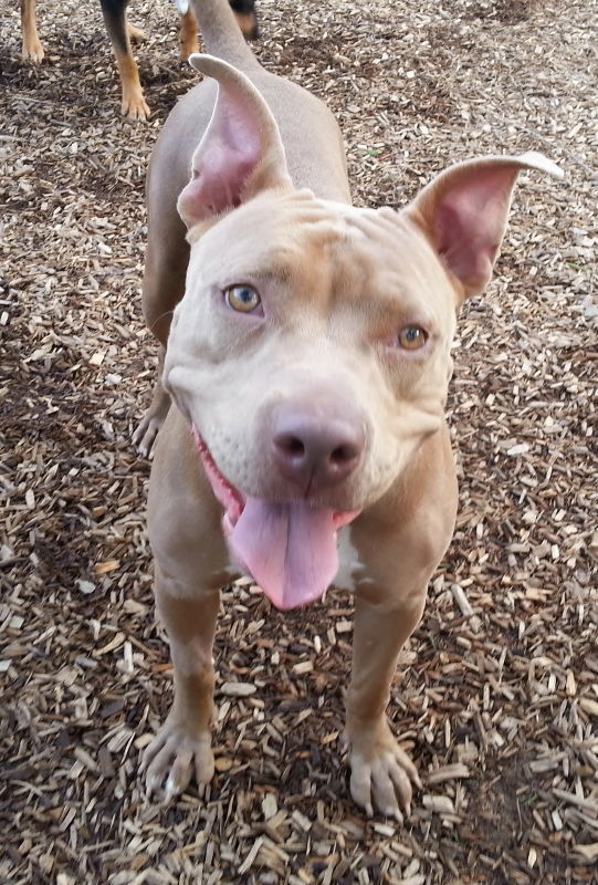 Unique, an adoptable Pit Bull Terrier in Grantville, PA, 17028 | Photo Image 1