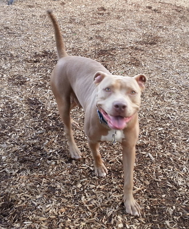 Unique, an adoptable Pit Bull Terrier in Grantville, PA, 17055 | Photo Image 2