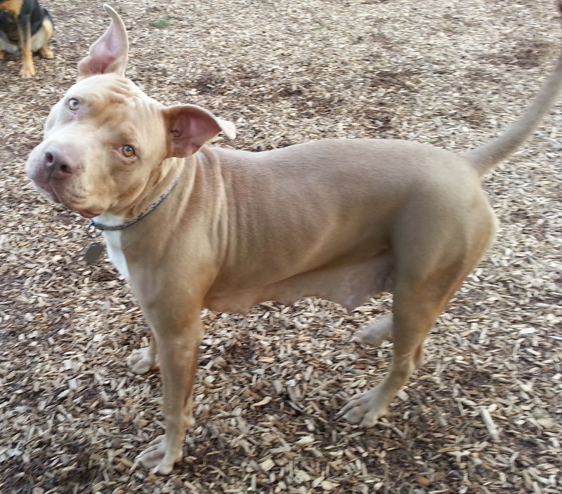 Unique, an adoptable Pit Bull Terrier in Grantville, PA, 17055 | Photo Image 3