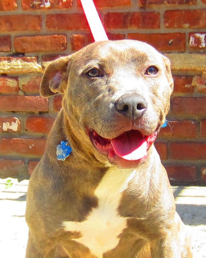 Blue Girl 123675, an adopted Pit Bull Terrier in Newark, NJ_image-2