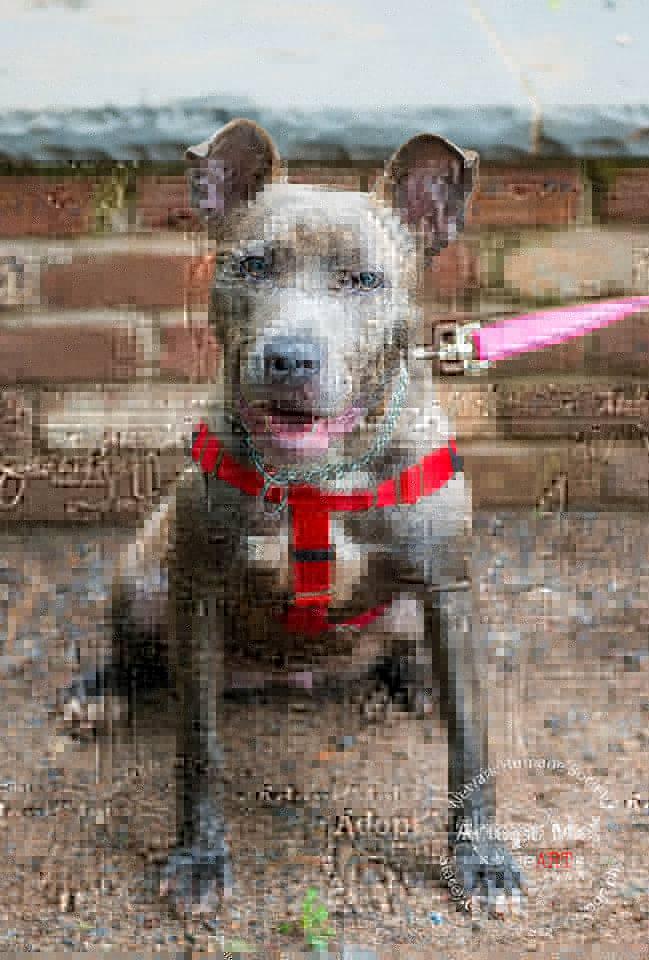 Blue Girl 123675, an adopted Pit Bull Terrier in Newark, NJ_image-1