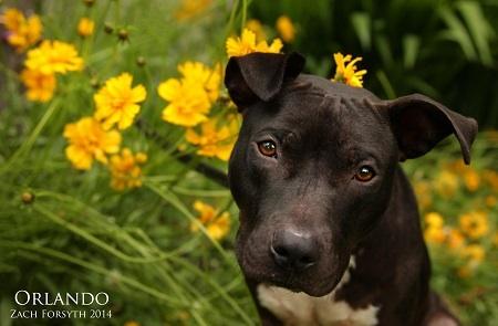 ORLANDO, an adopted Pit Bull Terrier in Portland, OR_image-1