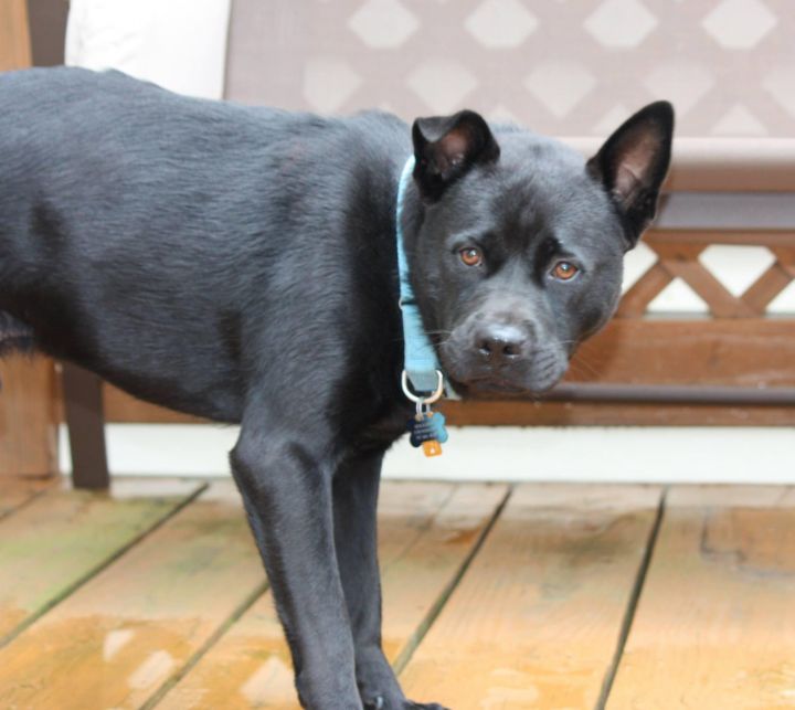 Thunder-SUPER SWEET BOY!, an adopted Black Labrador Retriever & Chow Chow Mix in Lancaster, PA_image-2