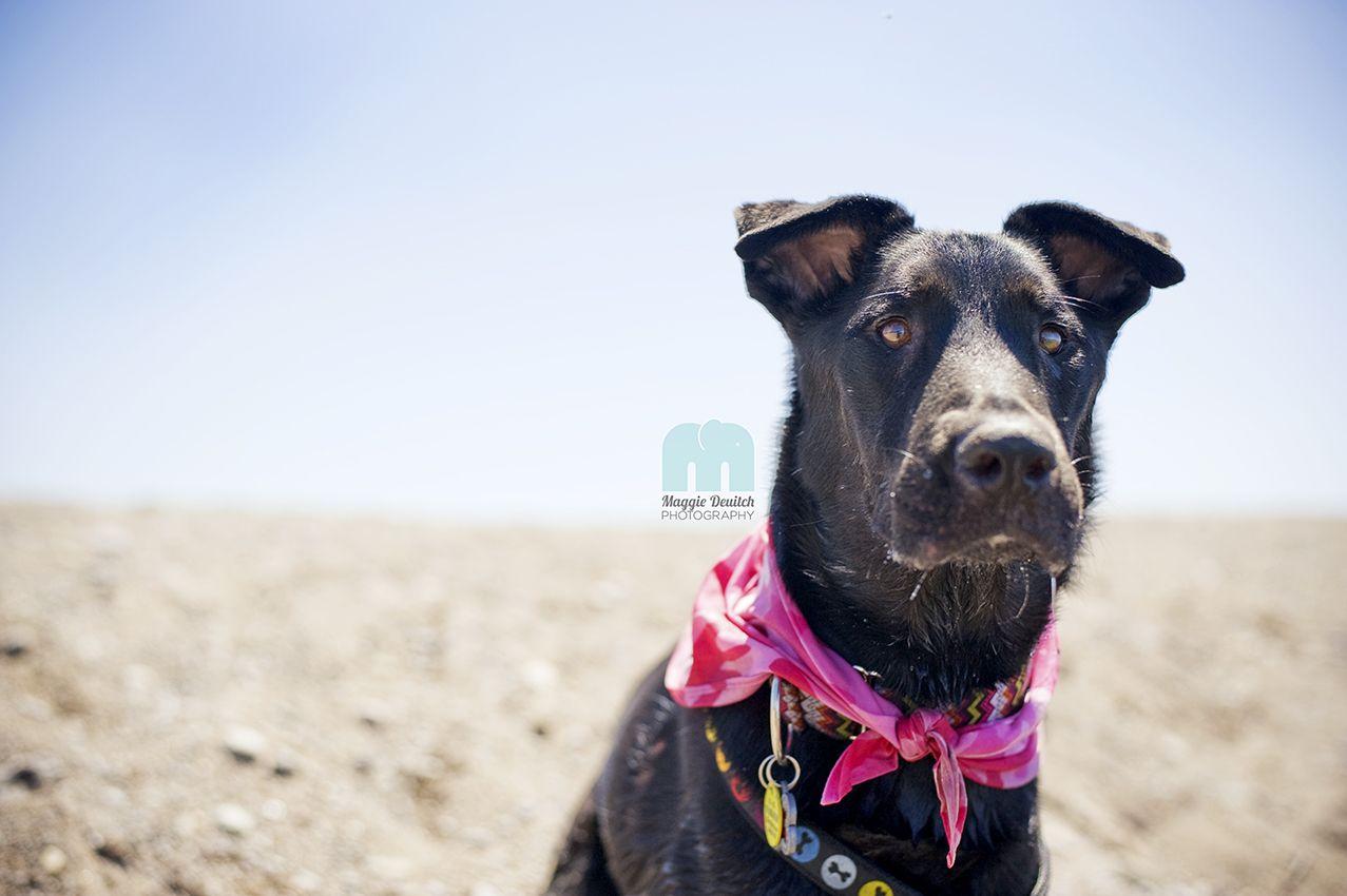 AMAZING GRACIE-NOT AVAILABLE FOR ADOPTION, an adoptable Labrador Retriever, Shepherd in Stoney Creek, ON, L8G 3H1 | Photo Image 2