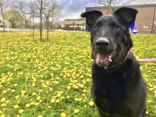 AMAZING GRACIE-NOT AVAILABLE FOR ADOPTION, an adoptable Labrador Retriever, Shepherd in Stoney Creek, ON, L8G 3H1 | Photo Image 1
