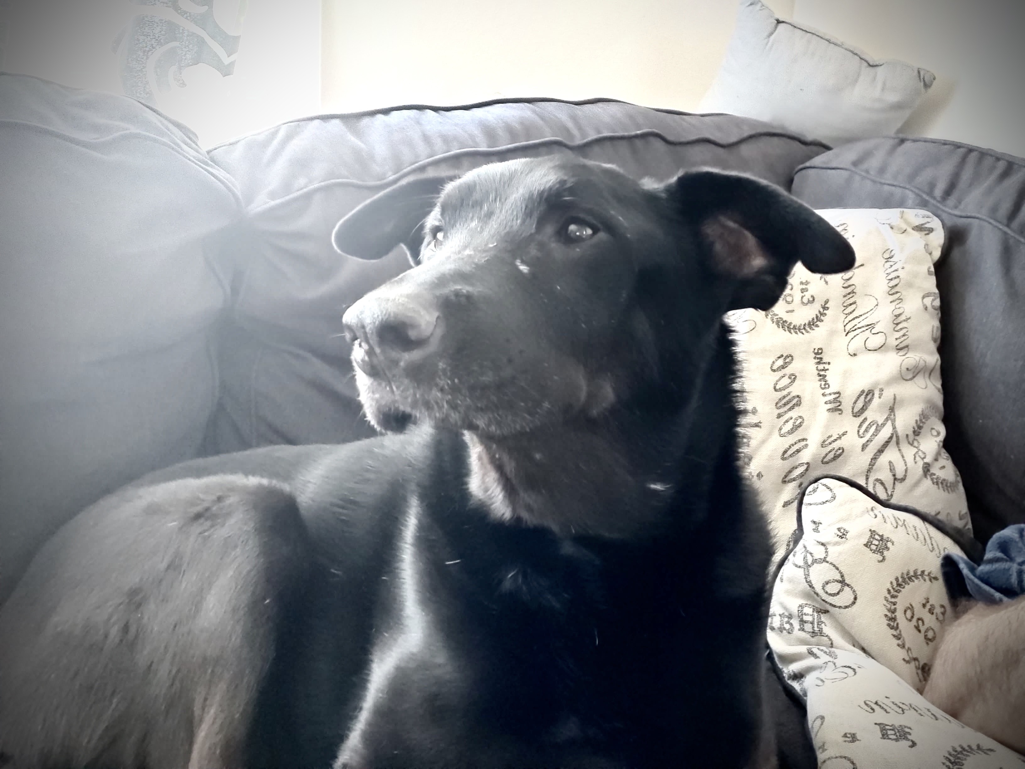 AMAZING GRACIE-NOT AVAILABLE FOR ADOPTION, an adoptable Labrador Retriever, Shepherd in Stoney Creek, ON, L8G 3H1 | Photo Image 3