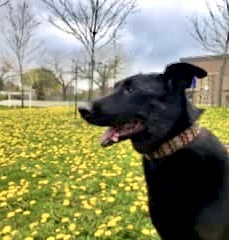 AMAZING GRACIE-NOT AVAILABLE FOR ADOPTION, an adoptable Labrador Retriever, Shepherd in Stoney Creek, ON, L8G 3H1 | Photo Image 4