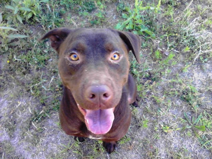 The Bullador English Bulldog Lab Mix