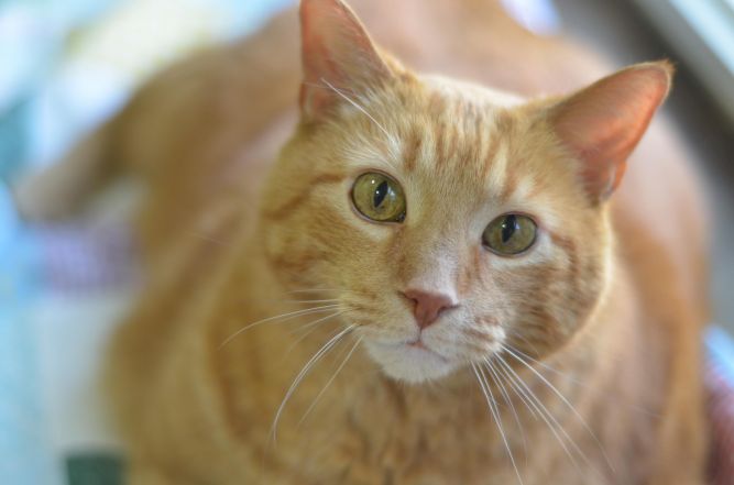 Garfield - ADOPTED!