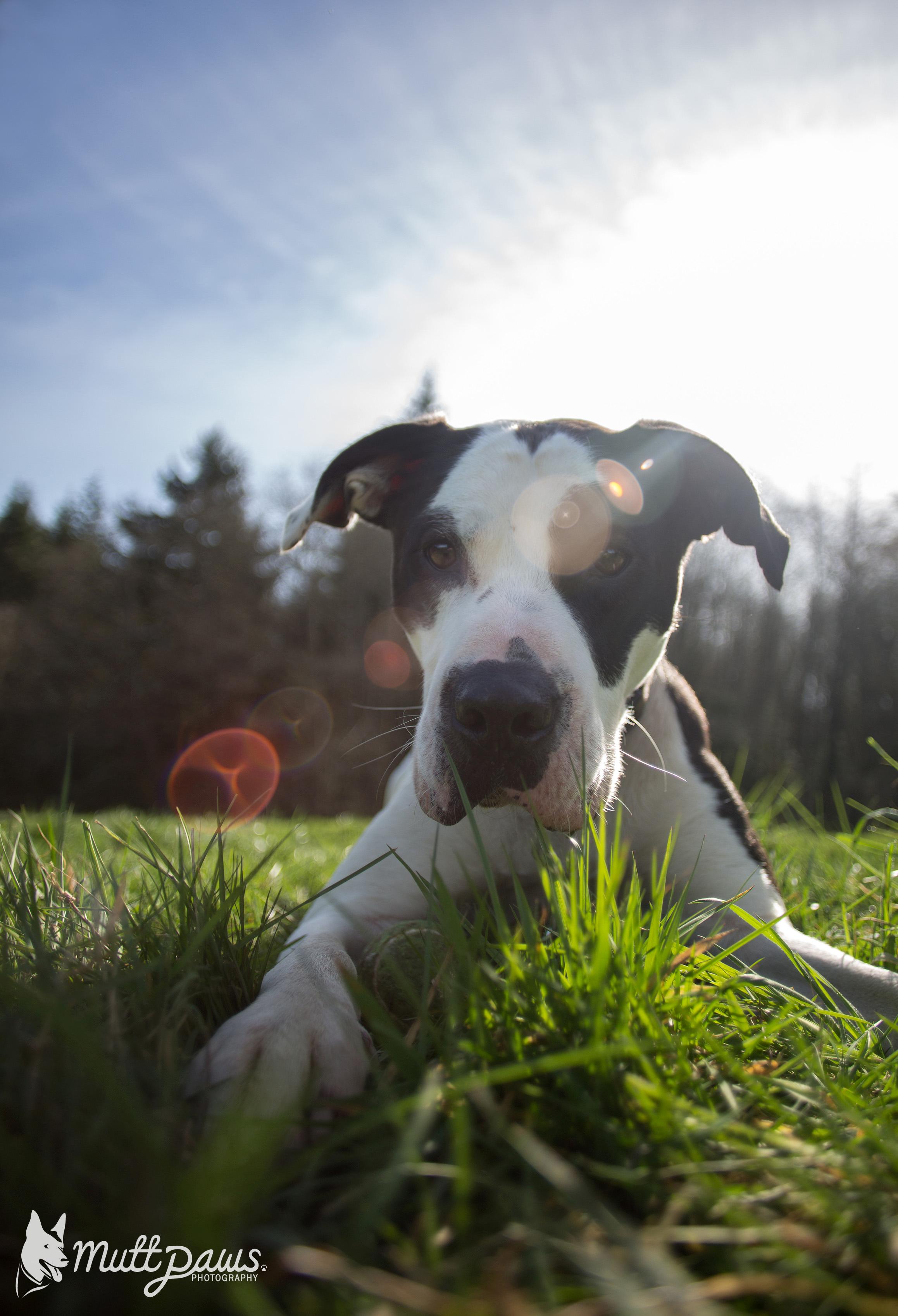 Money, an adoptable American Bulldog, Pit Bull Terrier in Tillamook, OR, 97141 | Photo Image 2