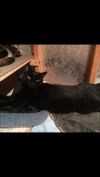 Simon photo 1