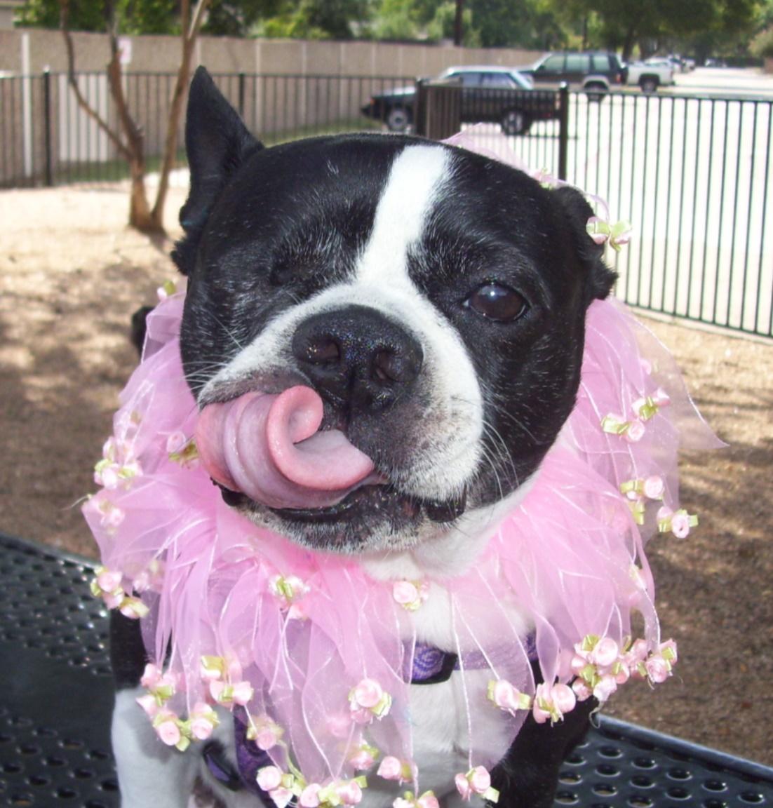 Willow, an adoptable Boston Terrier in Gainesville, TX, 76240 | Photo Image 1