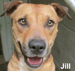 Jill, an adoptable Shepherd, Labrador Retriever in Tahlequah, OK, 74465 | Photo Image 2