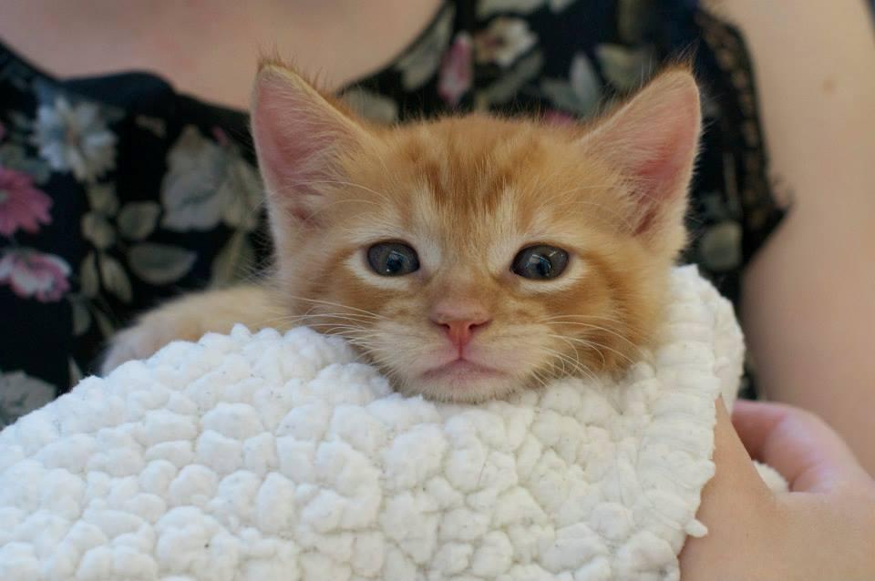 Franklin, an adoptable Domestic Short Hair in New York, NY, 10019 | Photo Image 4