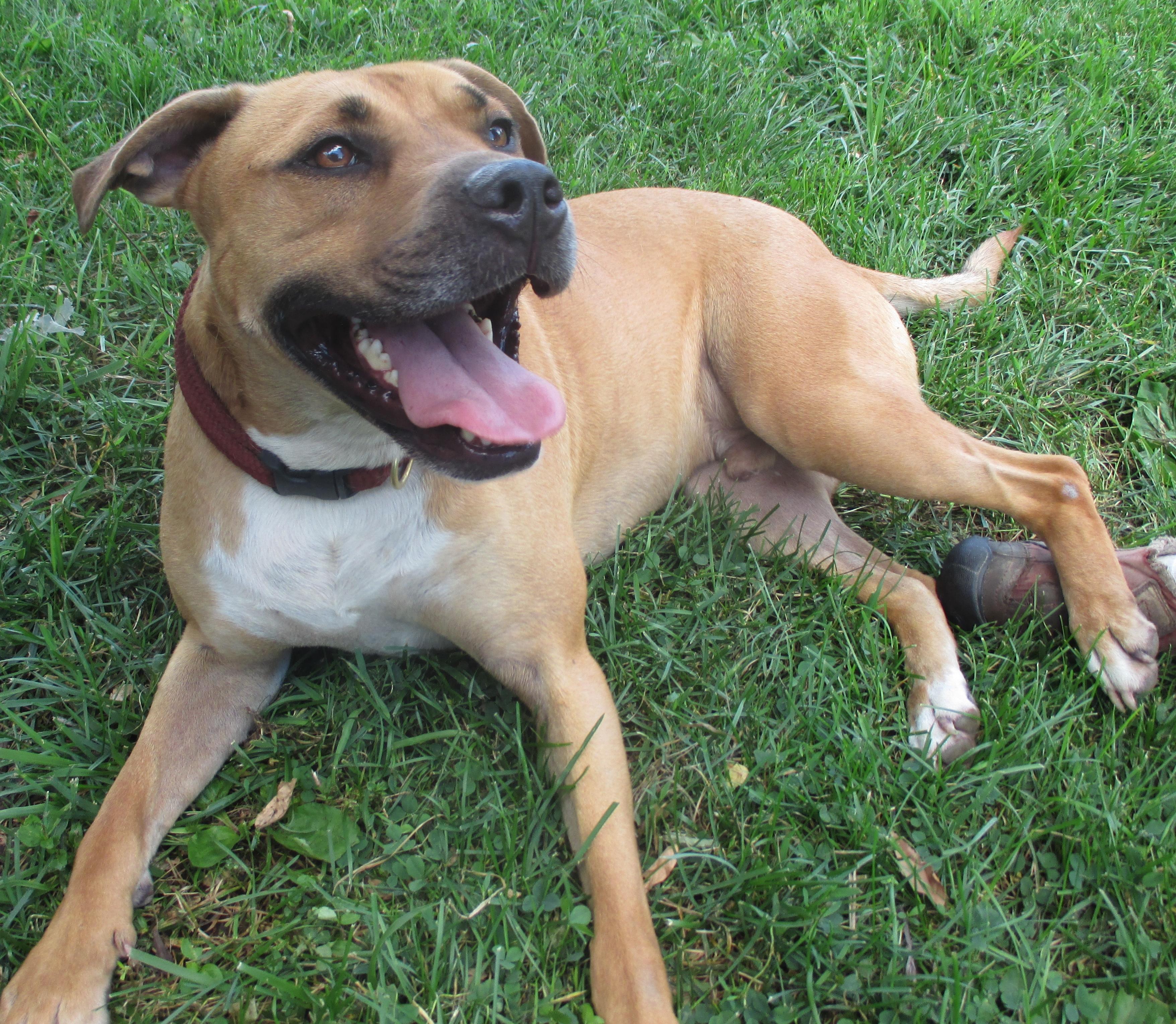 Zach, an adoptable Mountain Cur, American Staffordshire Terrier in Silver Spring, MD, 20918 | Photo Image 1