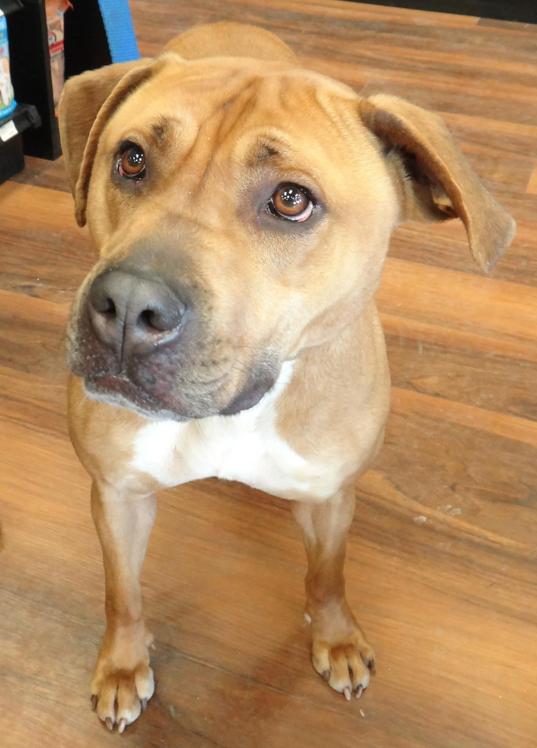 Zach, an adoptable Mountain Cur, American Staffordshire Terrier in Silver Spring, MD, 20918 | Photo Image 2