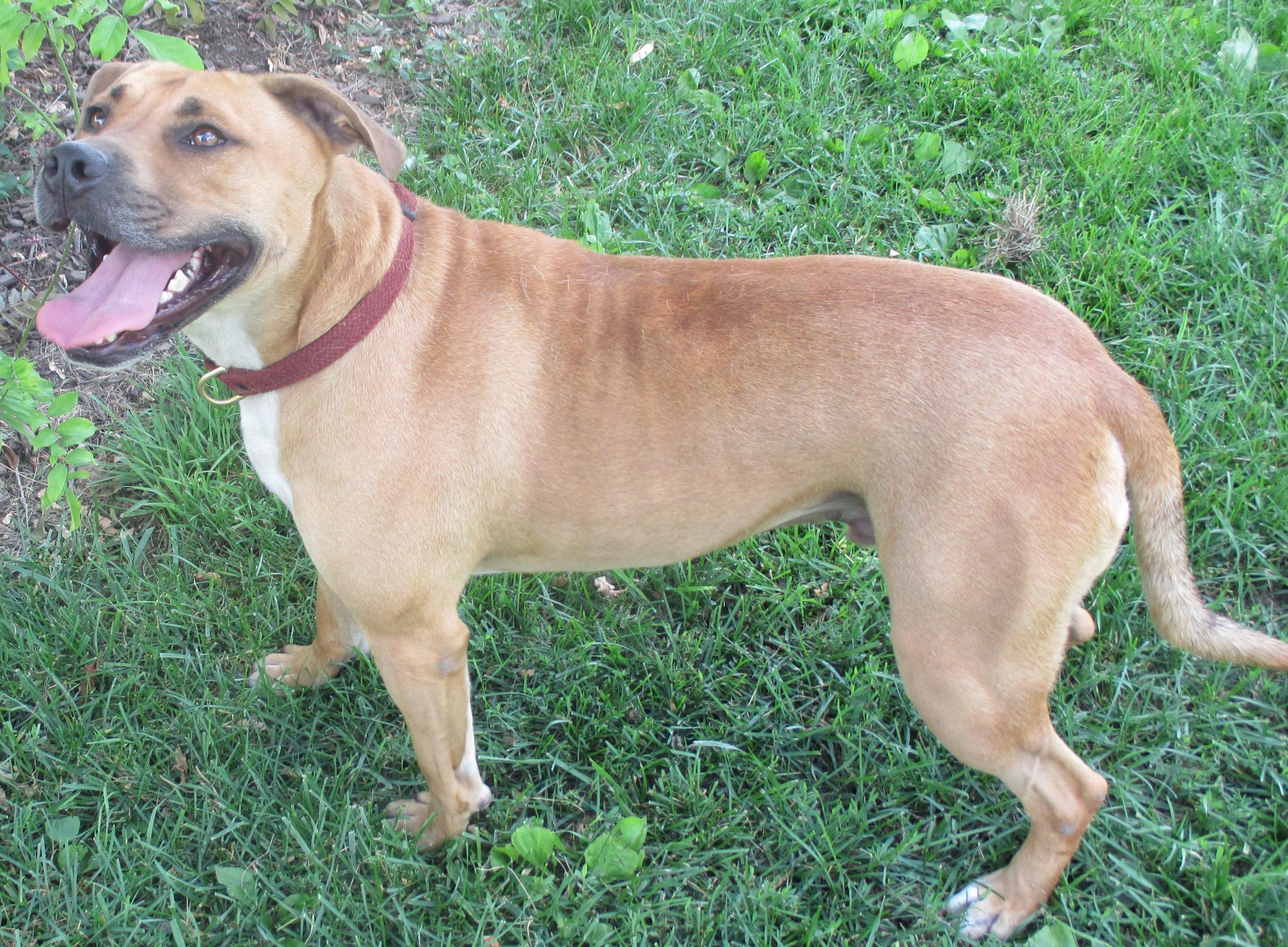 Zach, an adoptable Mountain Cur, American Staffordshire Terrier in Silver Spring, MD, 20918 | Photo Image 3