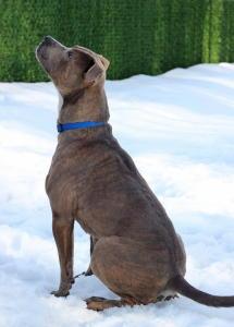 Olivia, an adoptable Pit Bull Terrier in Port Washington, NY, 11050 | Photo Image 2