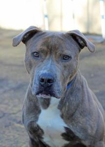 Olivia, an adoptable Pit Bull Terrier in Port Washington, NY, 11050 | Photo Image 3