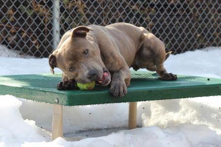 Olivia, an adoptable Pit Bull Terrier in Port Washington, NY, 11050 | Photo Image 1