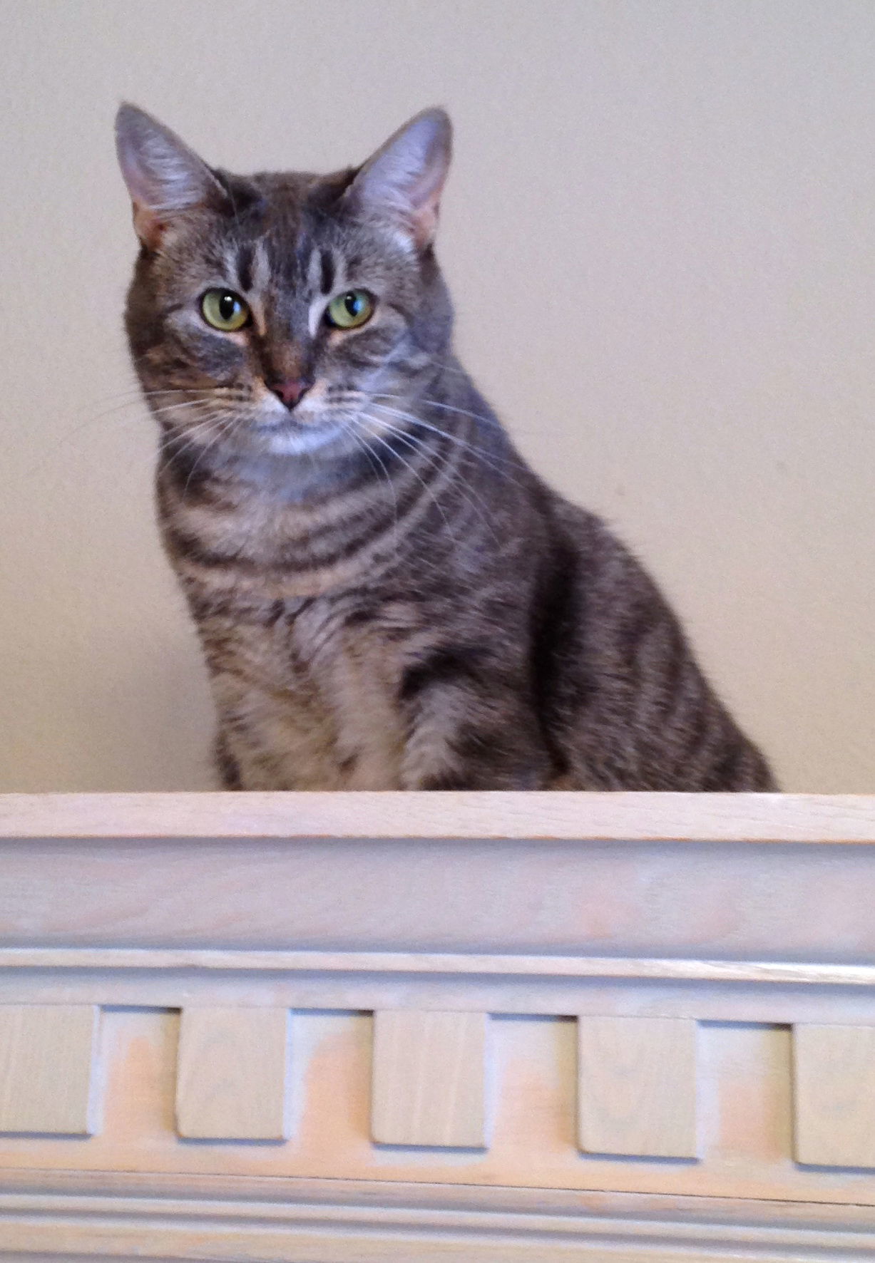 Honeysuckle, an adoptable Tabby in Alvin, TX, 77512 | Photo Image 1