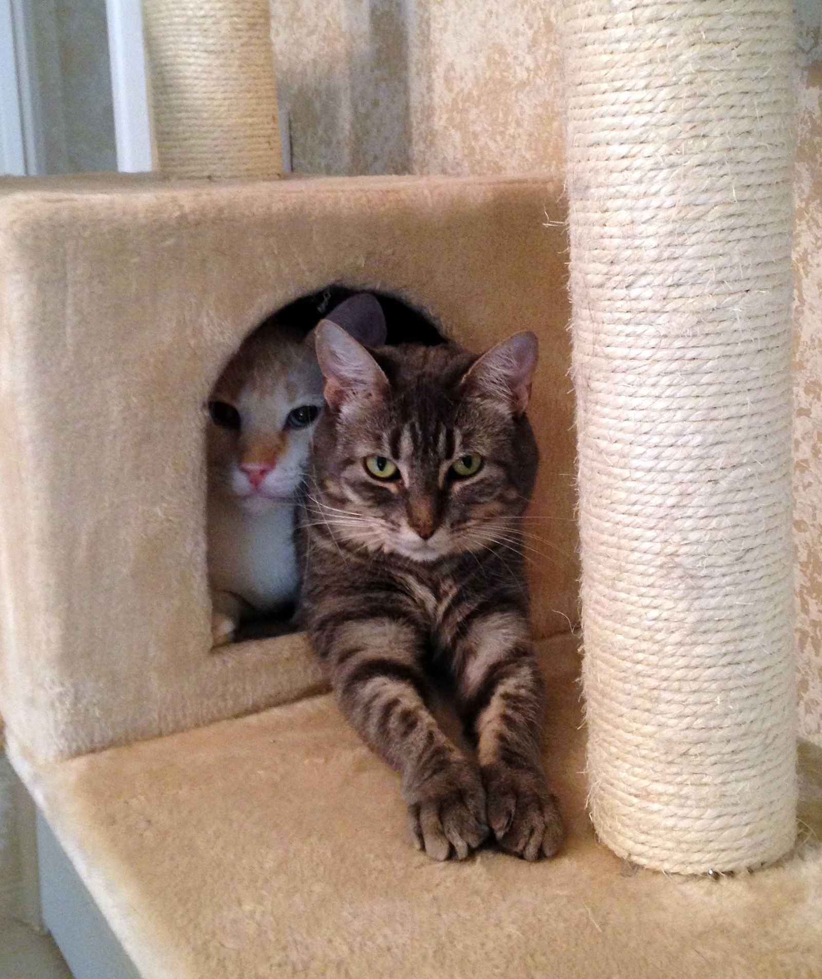 Honeysuckle, an adoptable Tabby in Alvin, TX, 77512 | Photo Image 2