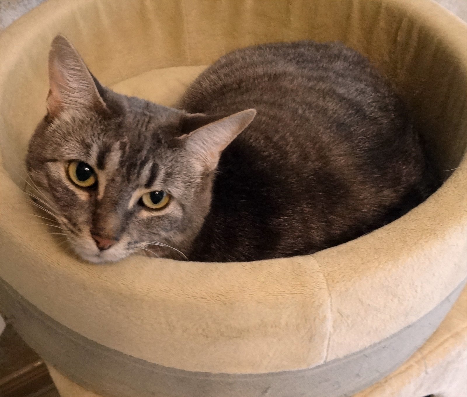 Charlotte, an adoptable Tabby in Alvin, TX, 77512 | Photo Image 3