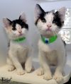 FOSTER TO ADOPT 3-2015 photo 2