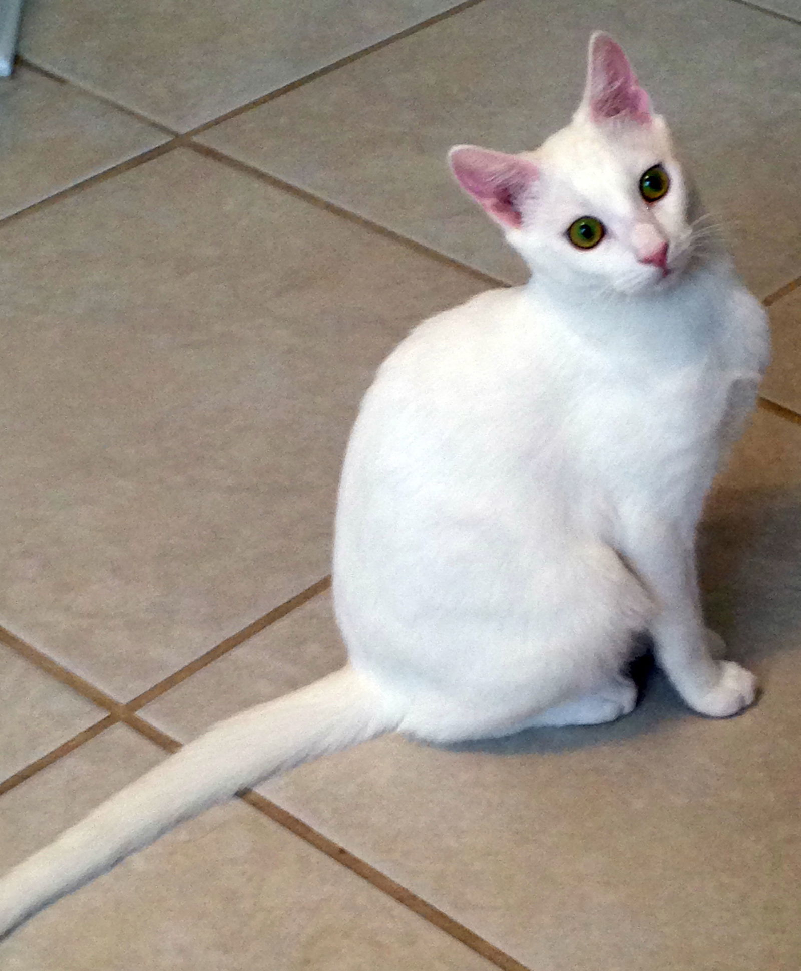 Ellie Mae, an adoptable Domestic Short Hair in Alvin, TX, 77512 | Photo Image 3