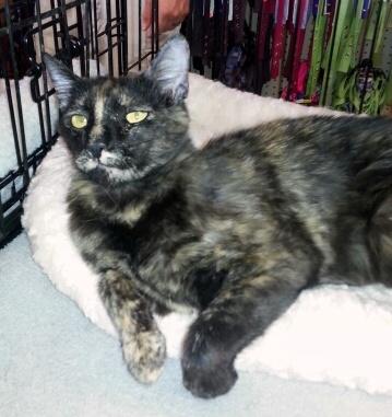 Cat For Adoption Jasmine A Tortoiseshell Domestic Short Hair