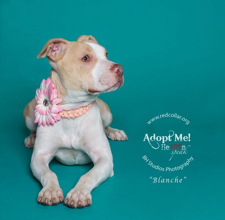 Blanche, an adopted American Bulldog & American Staffordshire Terrier Mix in Houston, TX_image-1