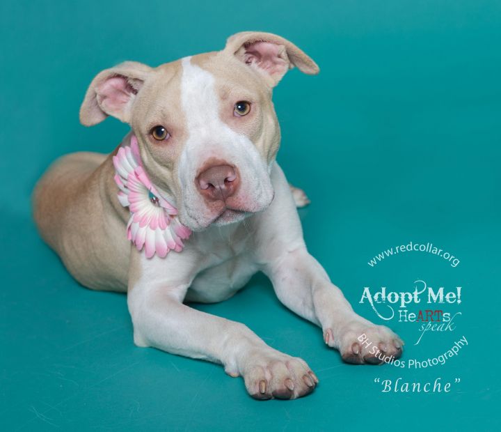 Blanche, an adopted American Bulldog & American Staffordshire Terrier Mix in Houston, TX_image-3
