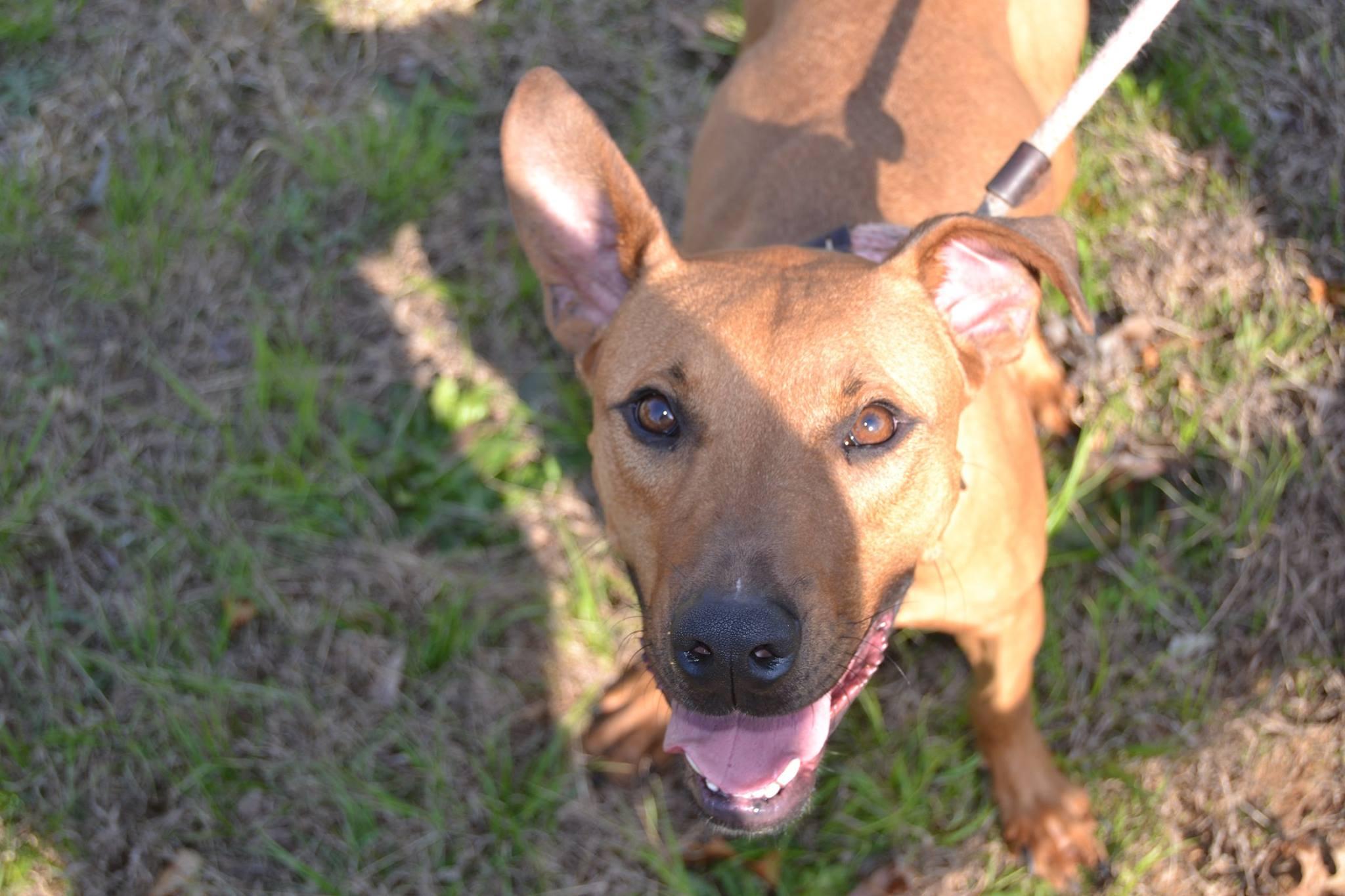 Jethro, an adoptable Greyhound in Raleigh, NC, 27616 | Photo Image 1