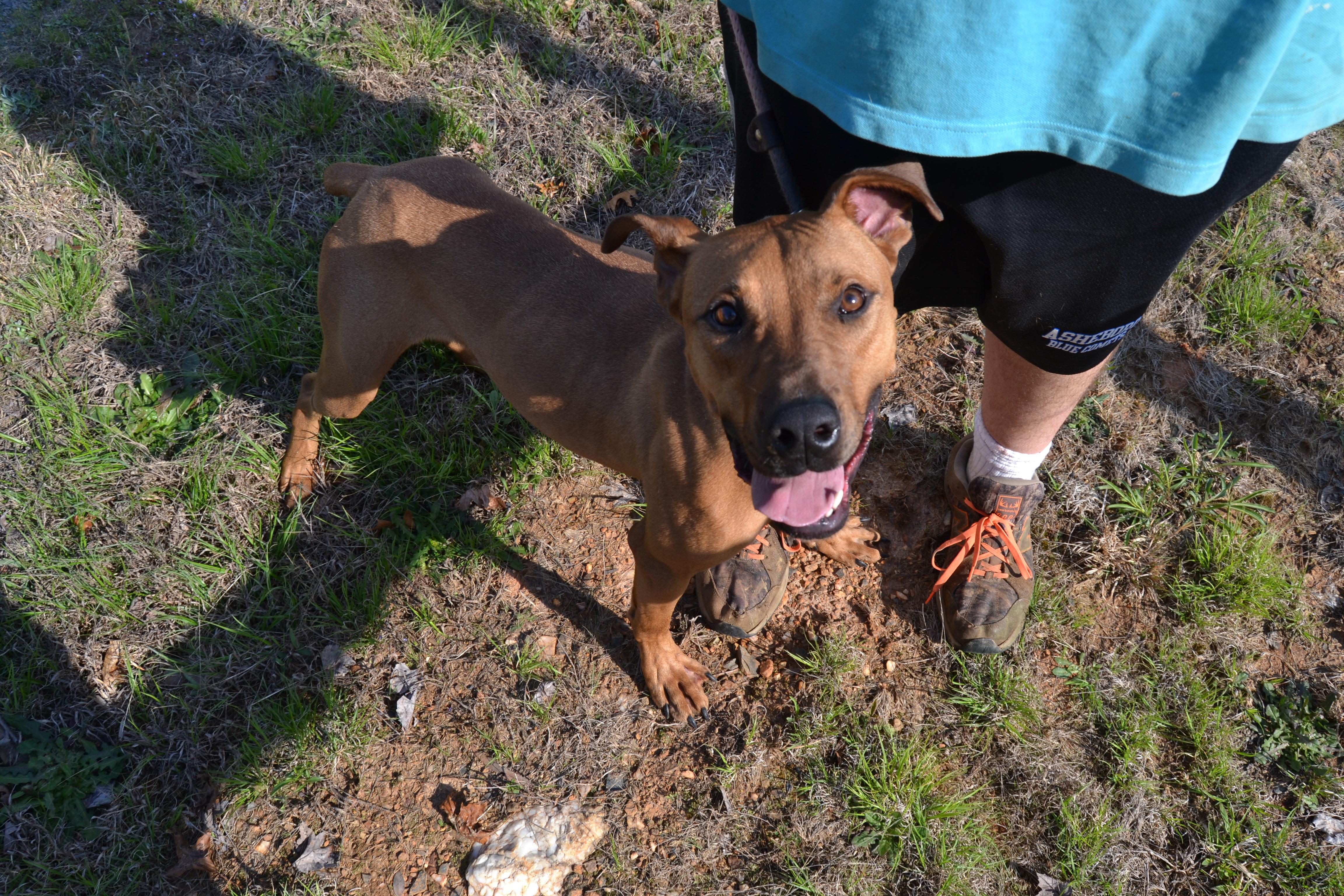 Jethro, an adoptable Greyhound in Raleigh, NC, 27616 | Photo Image 2